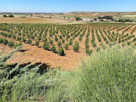 Ribera Del Duero