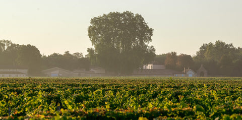 Château Bastor-Lamontagne - Sauternes/Bordeaux