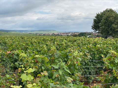 Team VILLAGE – klares erschwingliches Burgund aus unserem Sortiment