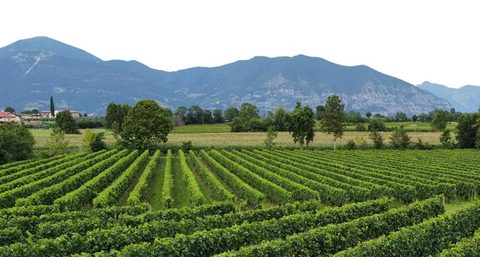 Silvano Zanetti - Franciacorta