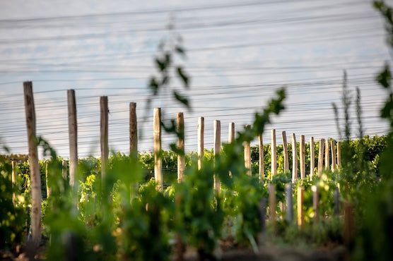 Chateau Daugay – St. Emilion Grand Cru/Bordeaux