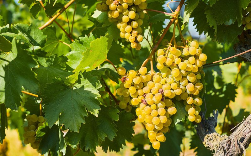 Lamblin & Fils – Chablis/Burgund