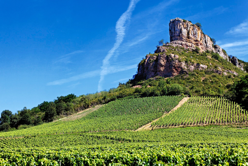 Cabernet Franc