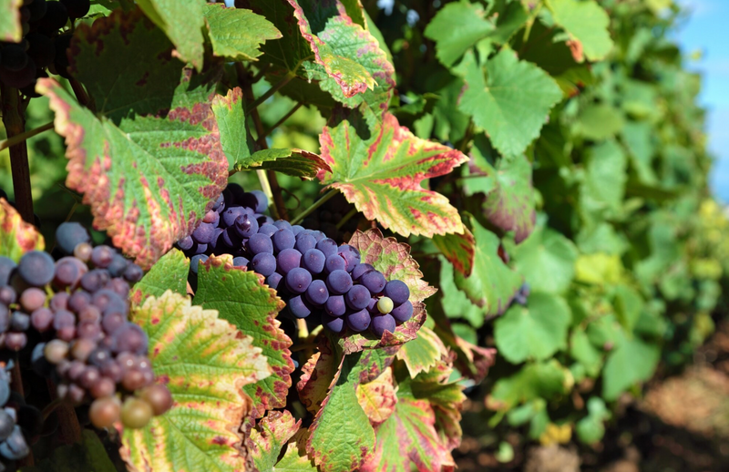 Merlot