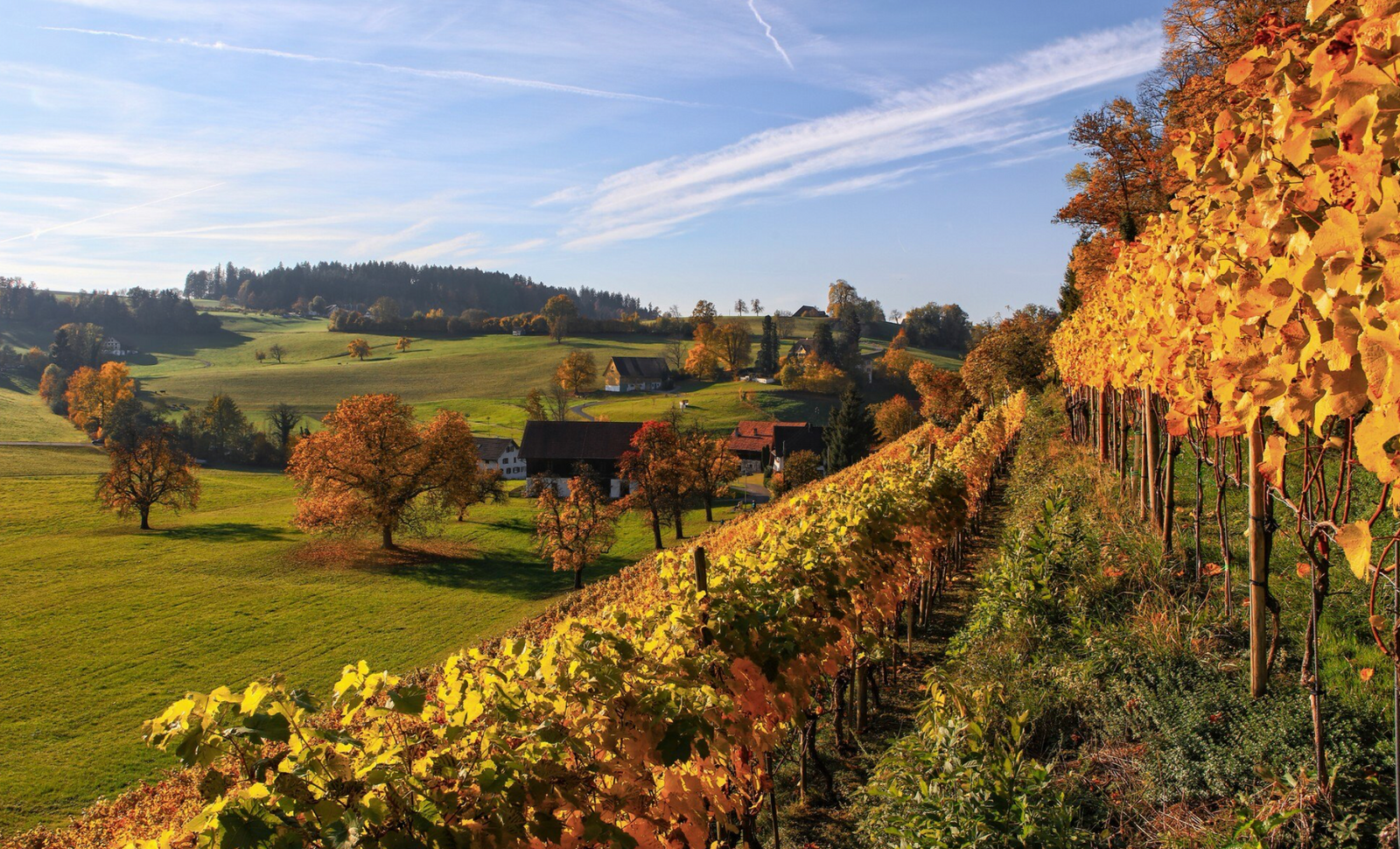Domaine Georges Lignier & Fils – Morey-St.-Denis/Burgund