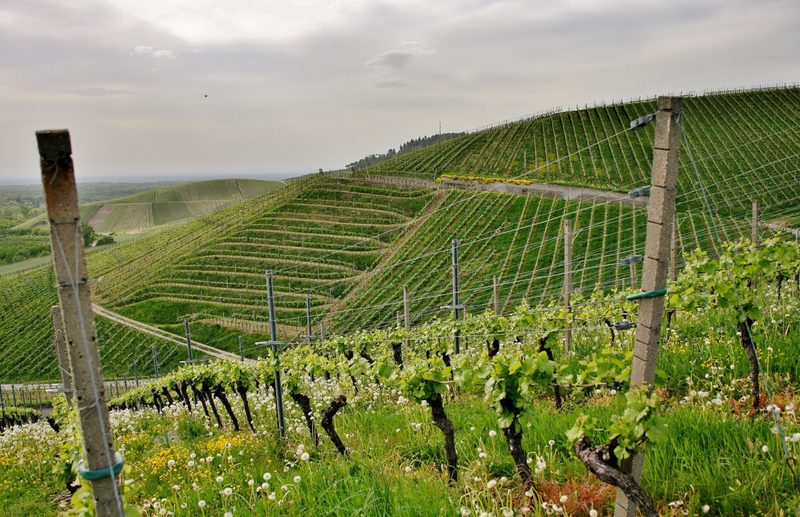 Philipp Kuhn – Pfalz