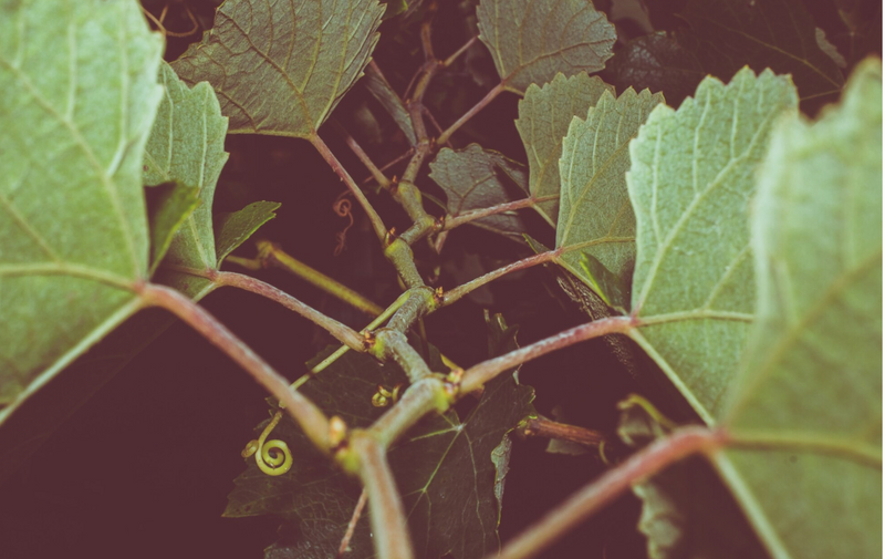 Weingut Strehn - Mittelburgenland