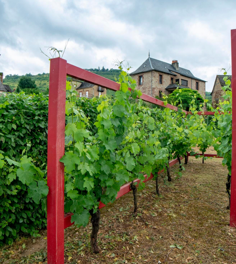 Dreissigacker – Rheinhessen