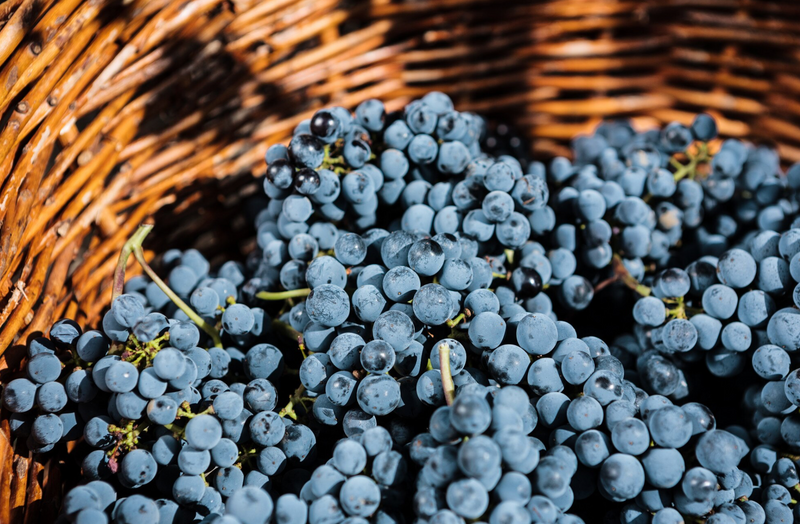 Cabernet Sauvignon