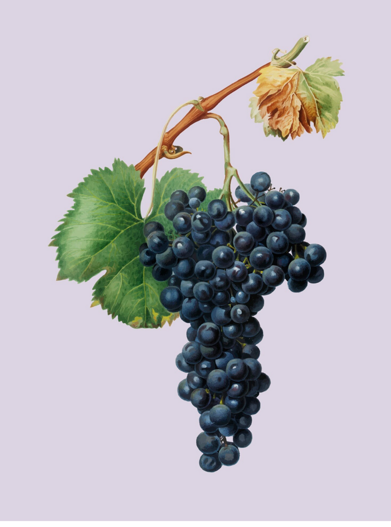 Cabernet Sauvignon