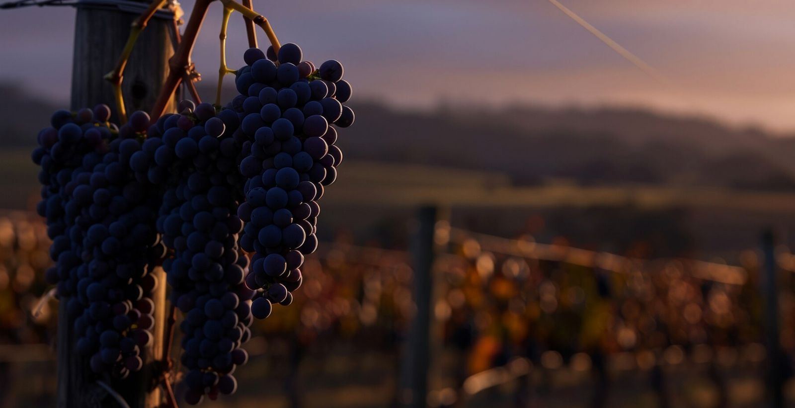 Cabernet Sauvignon
