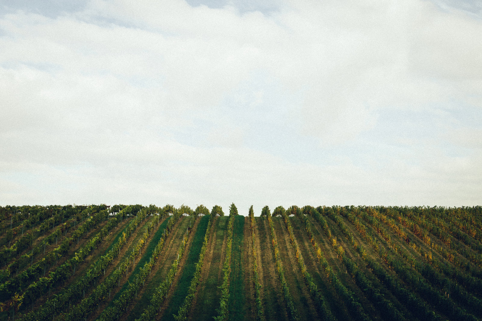 Weingut Strehn