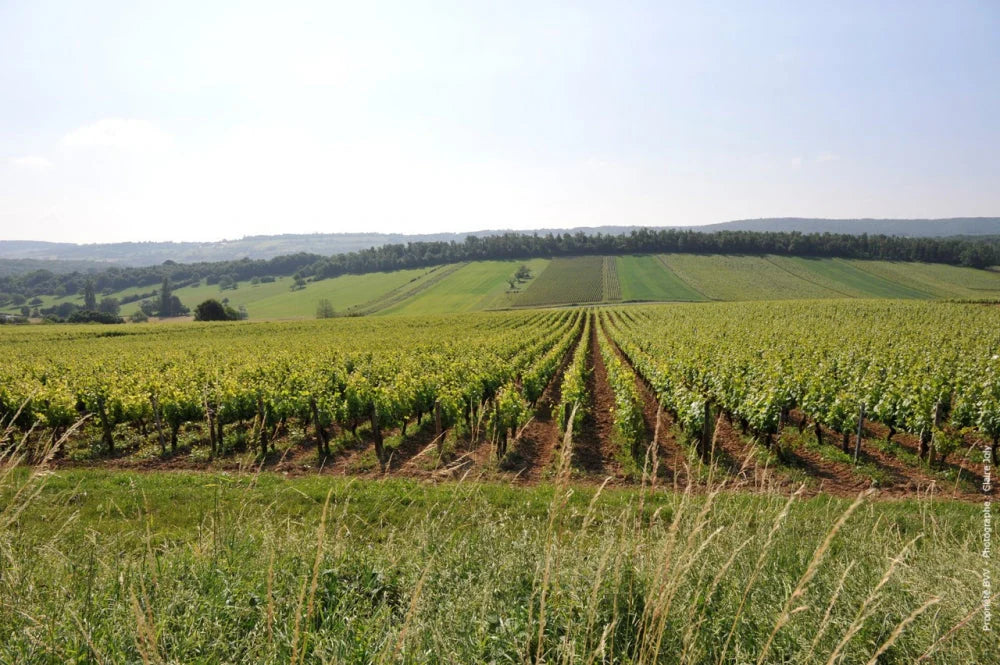 Domaine Francois Chapuis - Mâconnais/Burgund