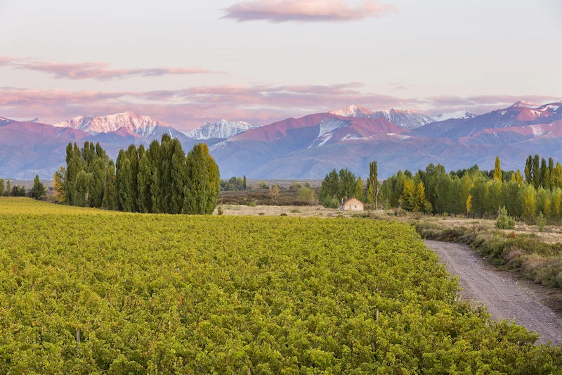 Tenuta Pfitscher – Südtirol