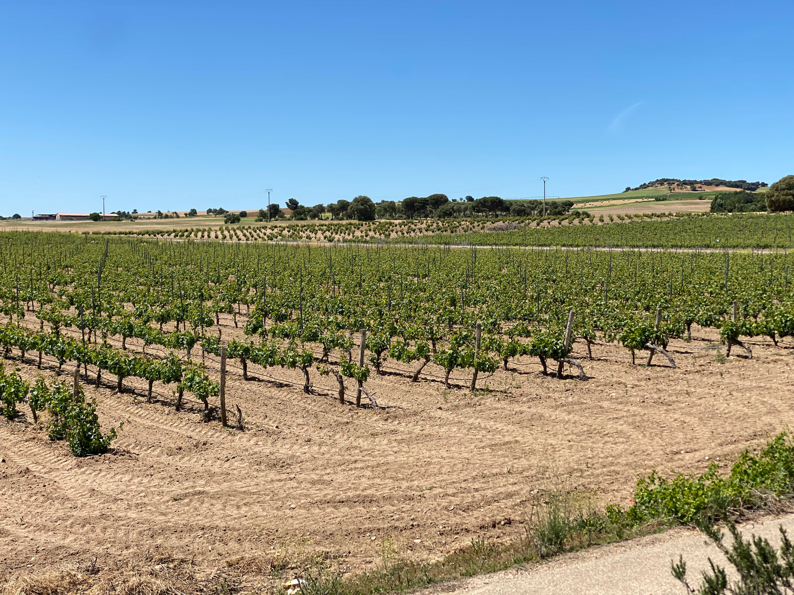 Viñaguareña – Toro