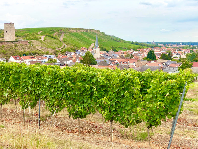 Rheinhessen