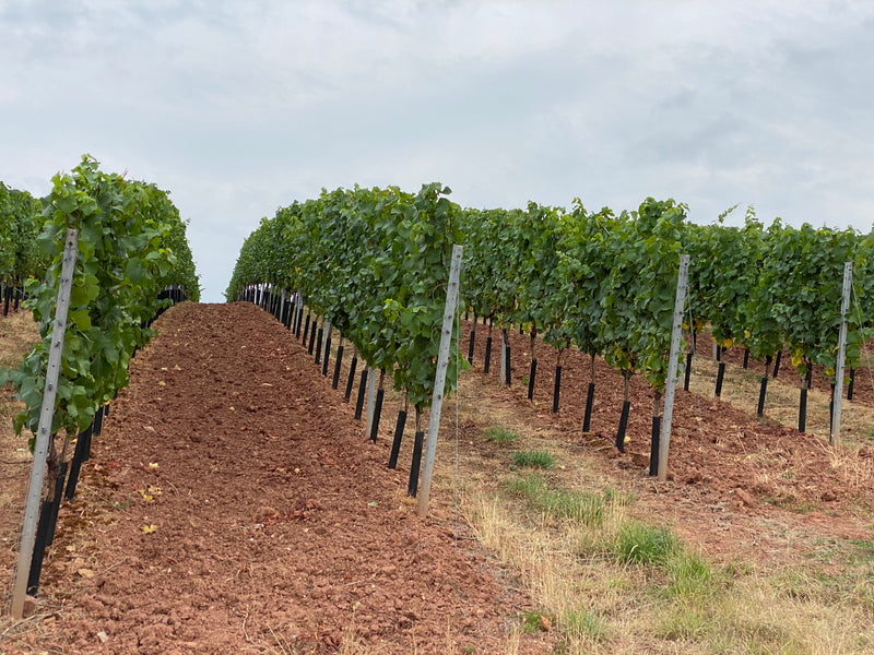 Rheinhessen