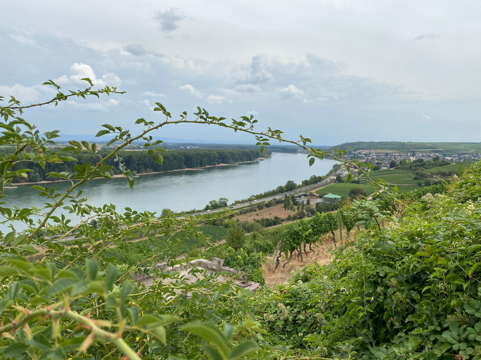 Rheinhessen