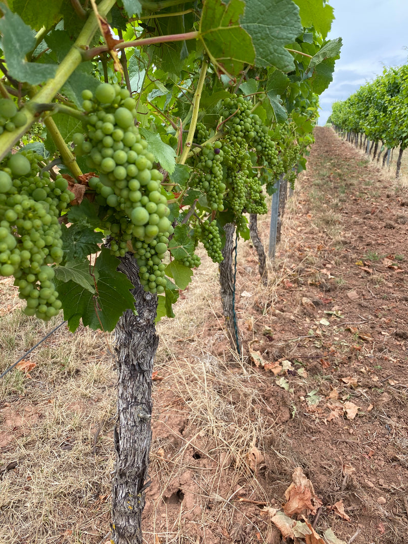 Dreissigacker – Rheinhessen