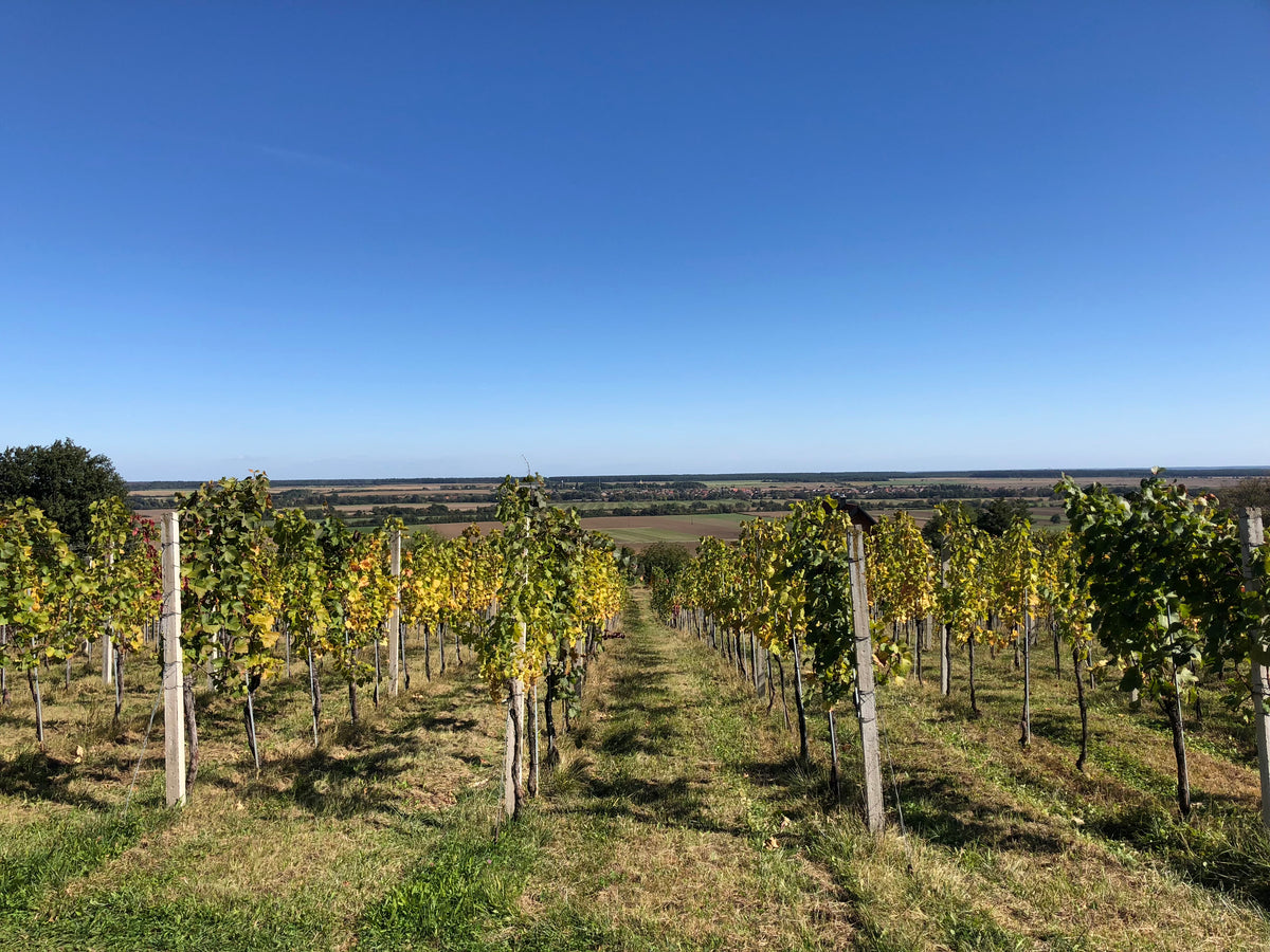 Weingut Schützenhof