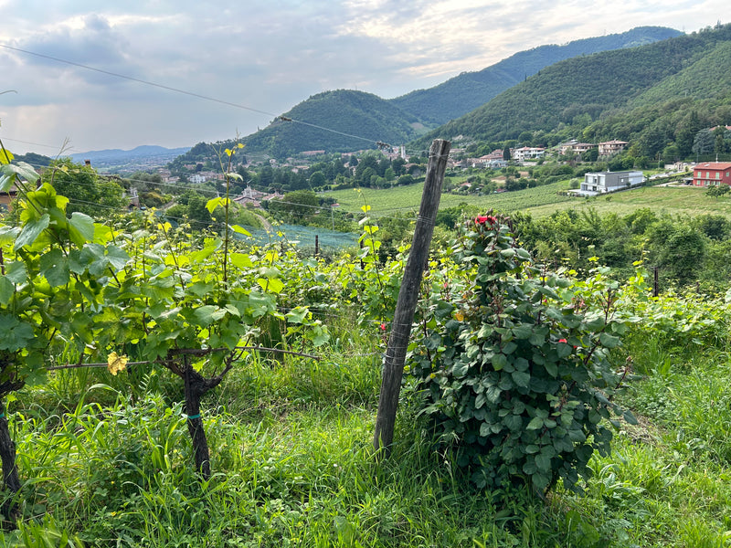 Franciacorta
