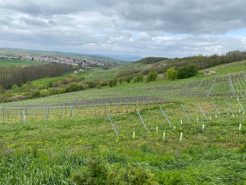 Rheinhessen
