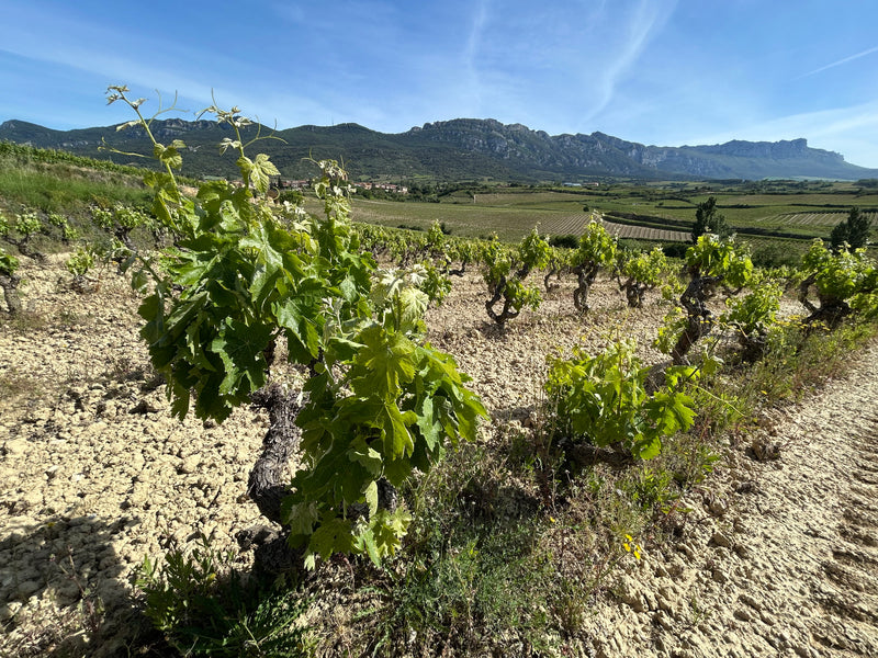 Rioja