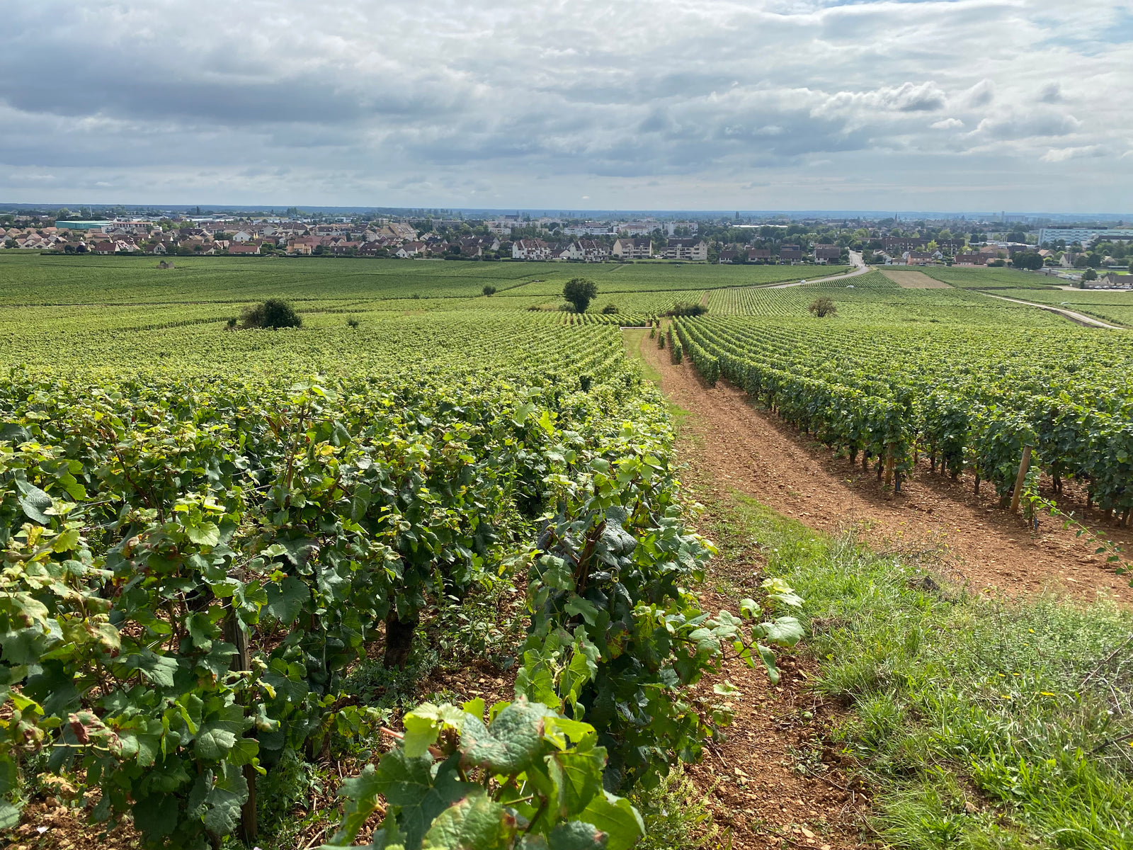 Domaine Albert Morot