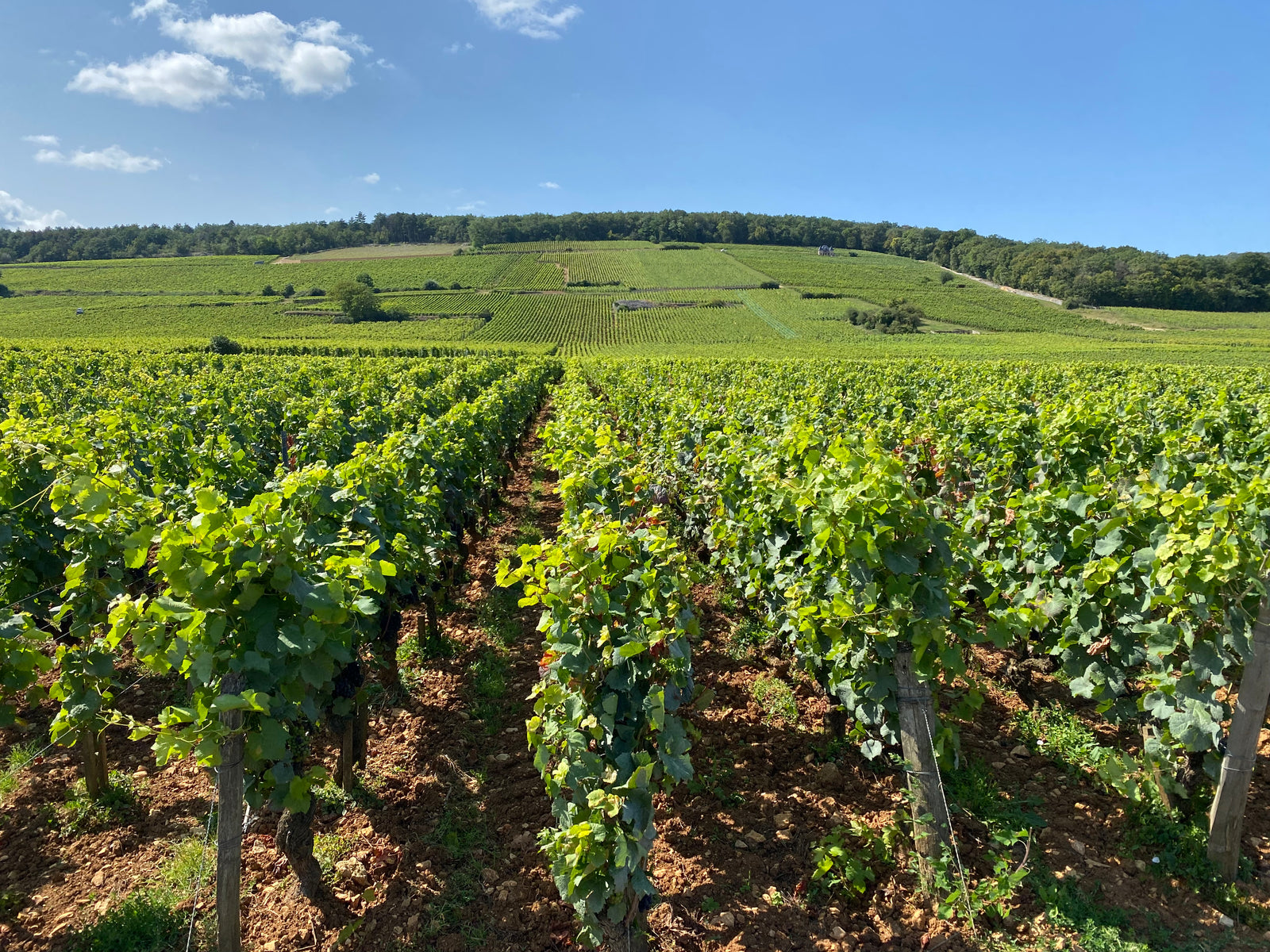 Burgund
