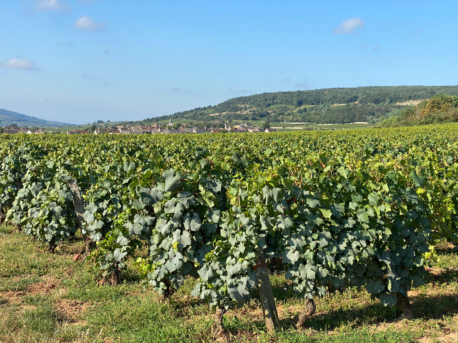 Domaine Comte-Lafon