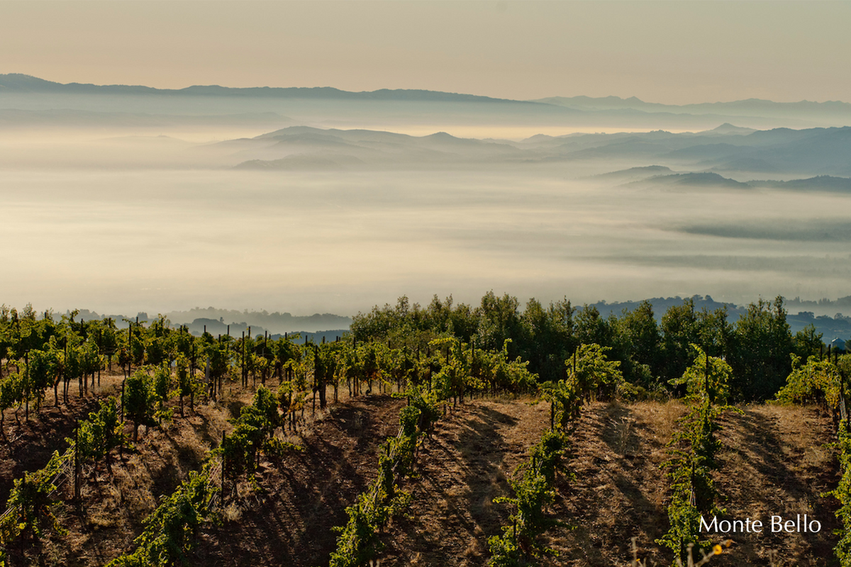 Ridge Vineyards
