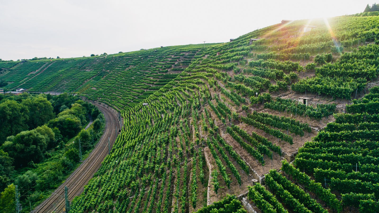 Weingut Dautel