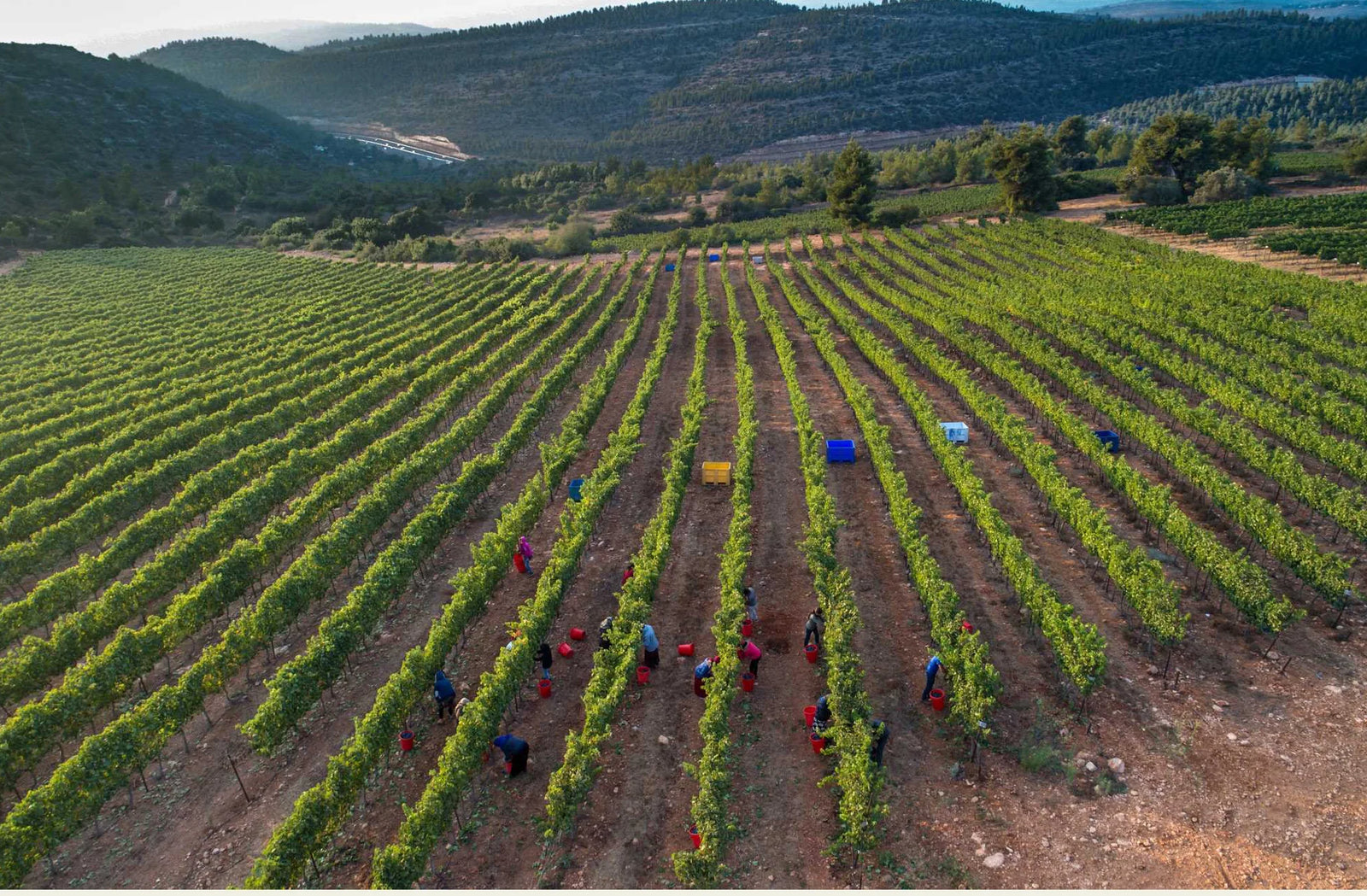 Tzora Vineyards  Jüdische Hügel/Israel
