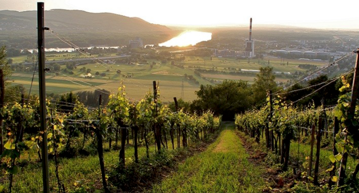Weingut Zöch