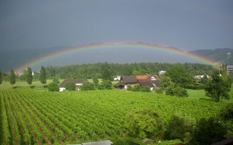 Boutiqueweingut Möth