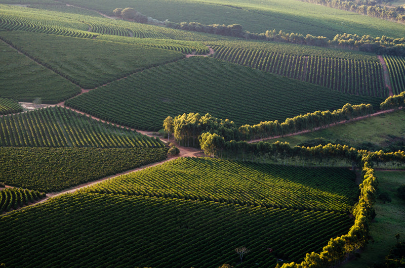 Chardonnay