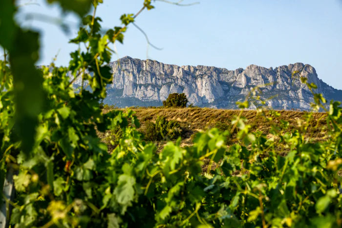 Bodega Bideona - Rioja