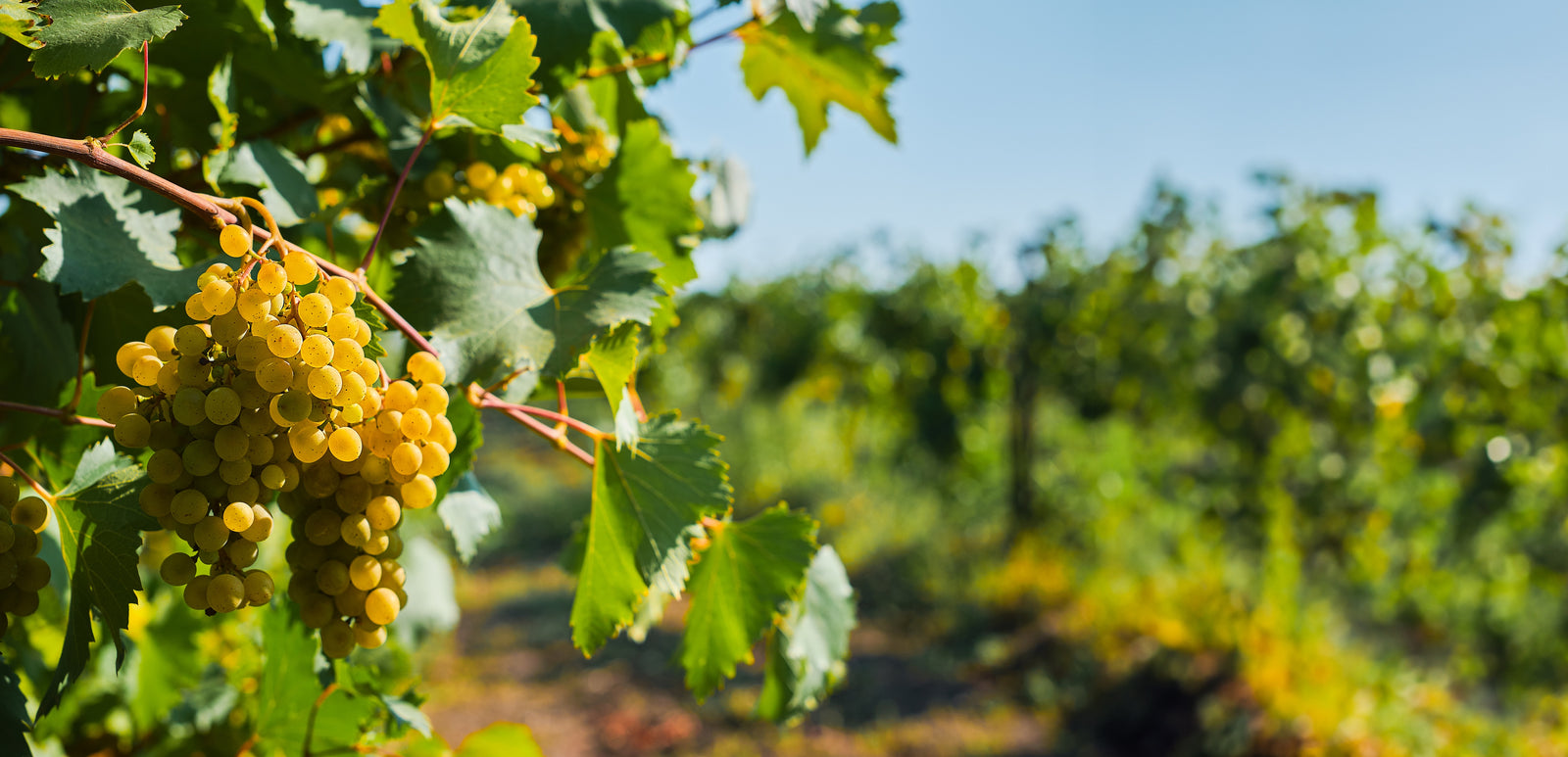 Chardonnay