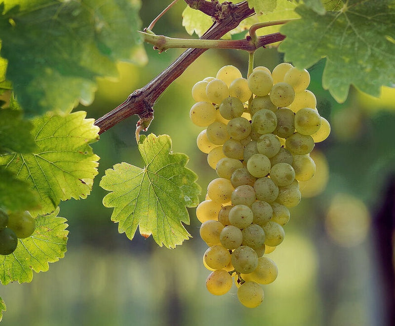 Südsteiermark