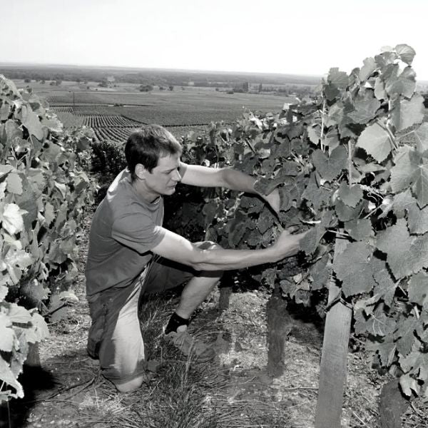Domaine Georges Lignier & Fils – Morey-St.-Denis/Burgund