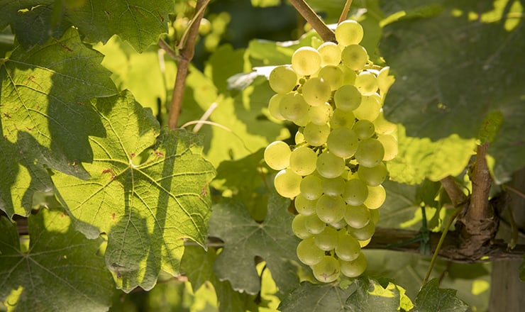 Franciacorta