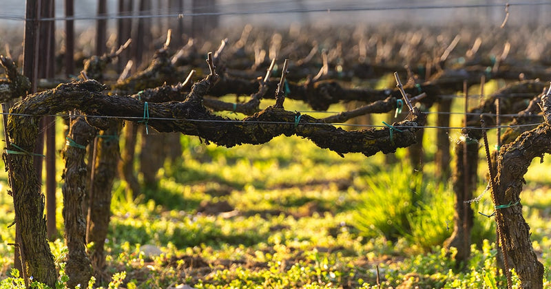 Franciacorta