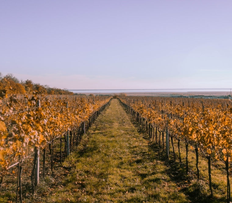 Bioweingut Edelhof