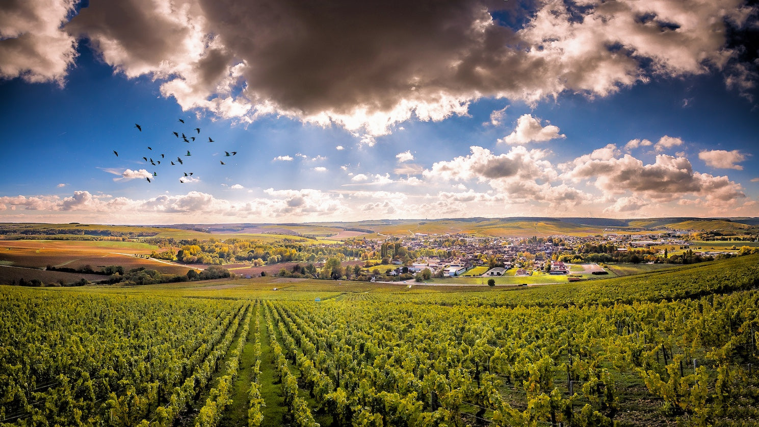 Domaine Lamblin & Fils