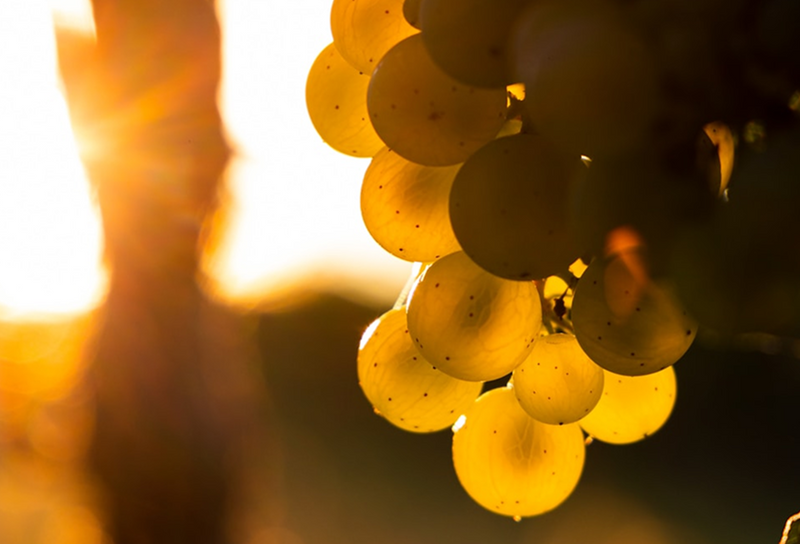 Rioja