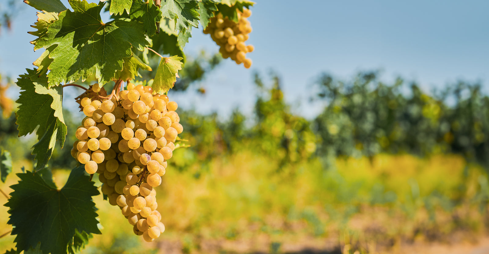Riesling