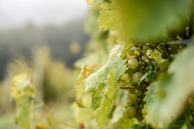 Chardonnay