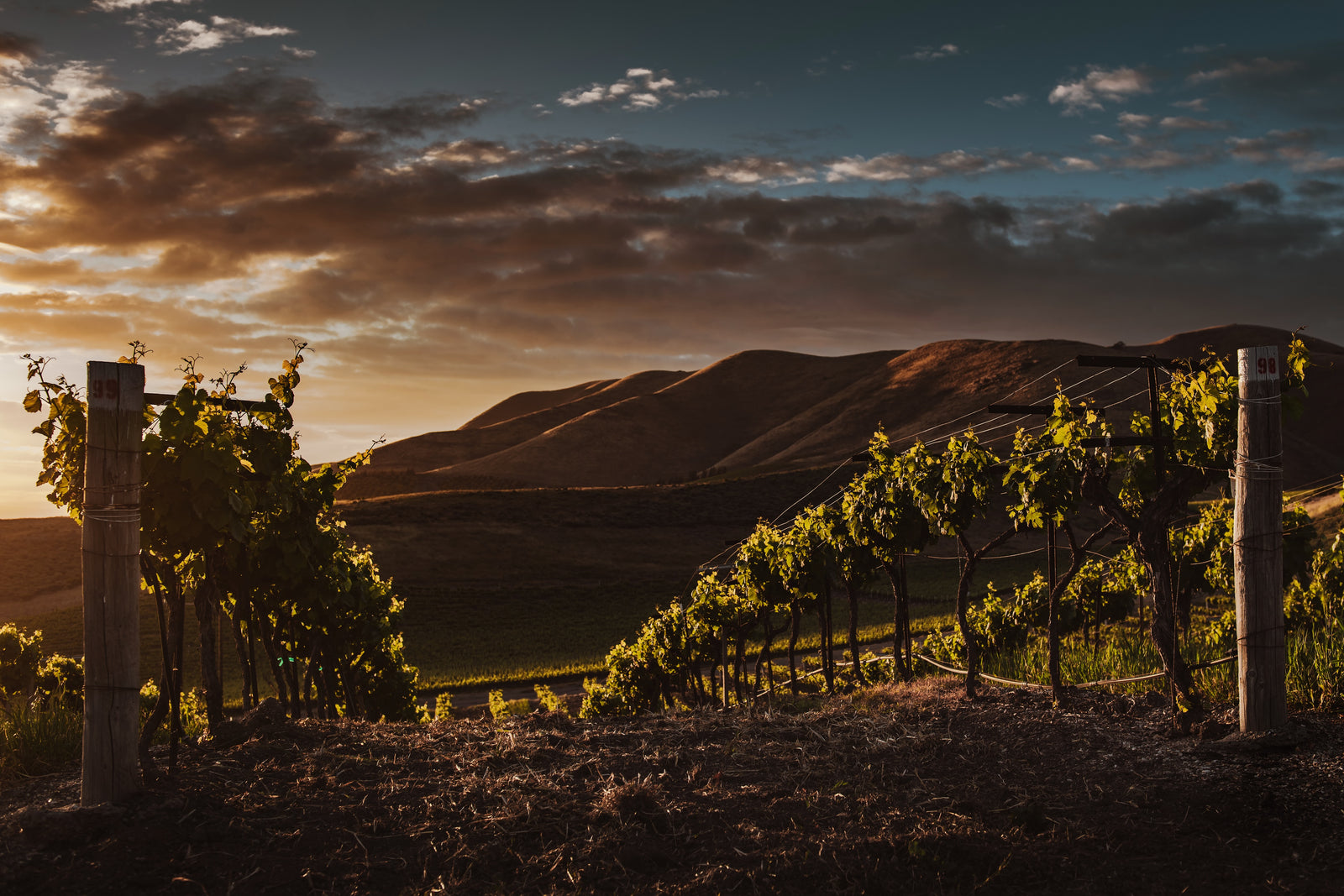 Rheinhessen