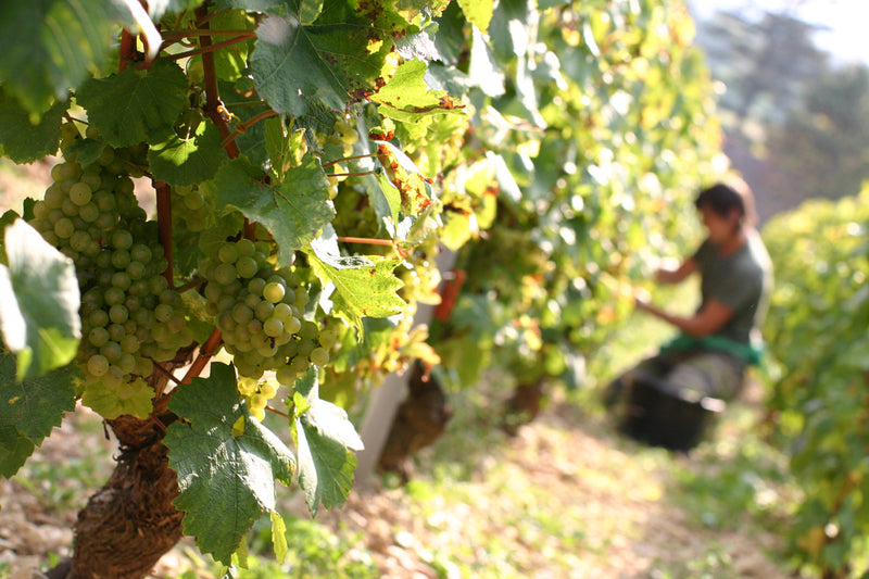 Lamblin & Fils – Chablis/Burgund